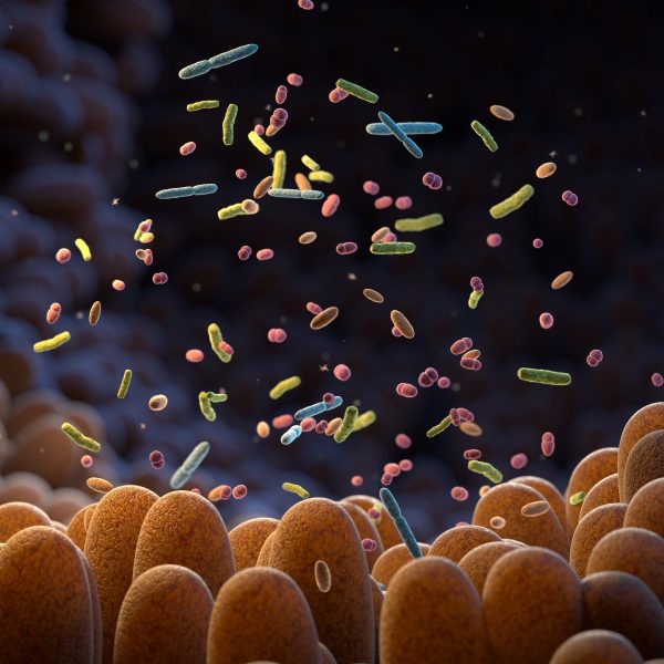 microbiota y hormonas